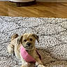 dog, small_dog, pink_harness, carpet, rug, living_room, wooden_floor, ottoman, furniture, indoor, pet, cute, fluffy, relaxed, animal, canine, domestic_animal, cozy, home, laying_down