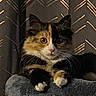 Uxie participe au concours pour gagner de l'argent avec cette photo : animal, black, calico, cat, cat_tree, cozy, curtains, ears, feline, fur, indoor, orange, pattern, paws, pet, portrait, relaxed, whiskers, white, wide_eyes