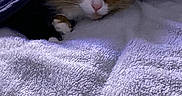 Uxie participe au concours pour gagner de l'argent avec cette photo : animal, blanket, calico_cat, cat, close_up, cozy, curious, dim_light, face, fur, indoor, paw, pet, quiet, relaxation, resting, sleepy, soft_texture, towel, whiskers