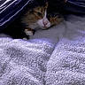 animal, blanket, calico_cat, cat, close_up, cozy, curious, dim_light, face, fur, indoor, paw, pet, quiet, relaxation, resting, sleepy, soft_texture, towel, whiskers