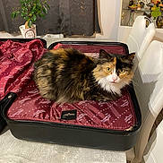 Uxie a rejoint le concours — aidez-le/la à gagner de superbes lots ! animal, calico_cat, cat, cozy, curious, curtain, decor, domestic, fur, furniture, home, indoor, looking_at_camera, pet, potted_plant, relaxed, sitting, suitcase, table, white_chair