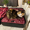 animal, calico_cat, cat, cozy, curious, curtain, decor, domestic, fur, furniture, home, indoor, looking_at_camera, pet, potted_plant, relaxed, sitting, suitcase, table, white_chair