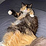 Uxie participe au concours pour gagner de l'argent avec cette photo : alert, animal, bed, calico, cat, cute, domestic_cat, feline, fluffy, fur, indoor, looking_at_camera, lying_down, paw, pet, pink_nose, relaxed, sleepy, tail, whiskers