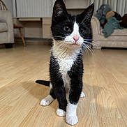 Batman joined the competition — help win amazing prizes! kitten, cat, black_and_white, indoor, wooden_floor, living_room, furniture, curious, pet, animal, young, whiskers, ears, eyes, floor, couch, chair, shelf, cozy, domestic