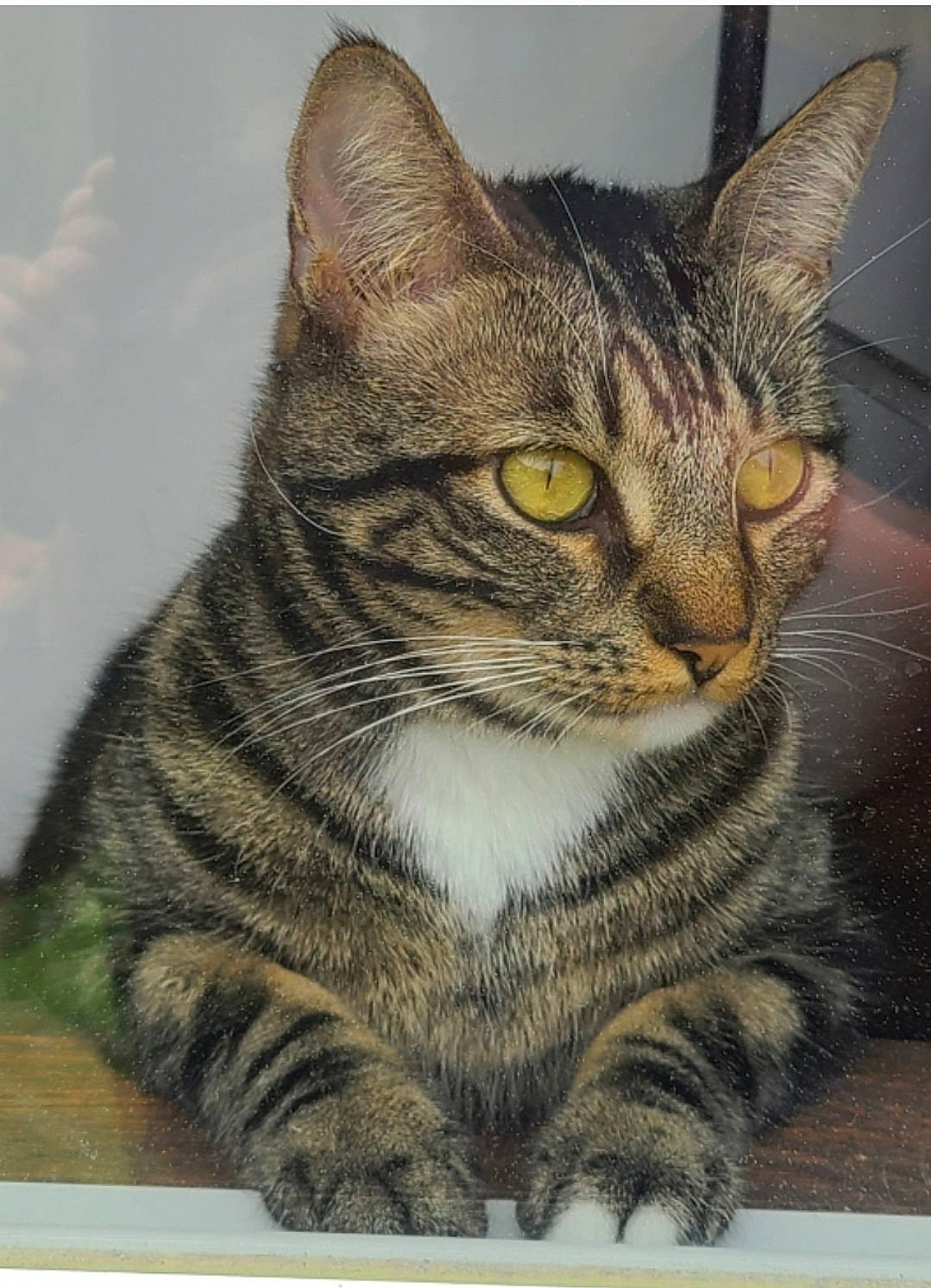 Tobias is registered to the contest to win money with this photo: art, carnivore, cat, domestic_short_haired_cat, felidae, fur, grass, illustration, paint, painting, paw, photo_caption, rectangle, small_to_medium_sized_cats, snout, terrestrial_animal, visual_arts, whiskers, wildlife