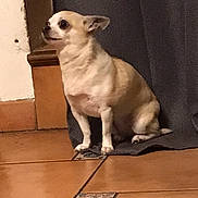 Noisette participe au concours pour gagner de l'argent avec cette photo : dog, chihuahua, small_dog, pet, indoor, curious, sitting, floor, tile_floor, curtain, wall, brown, white, light, animal, companion, cute, domestic, looking_up, quiet