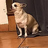 dog, chihuahua, small_dog, pet, indoor, curious, sitting, floor, tile_floor, curtain, wall, brown, white, light, animal, companion, cute, domestic, looking_up, quiet