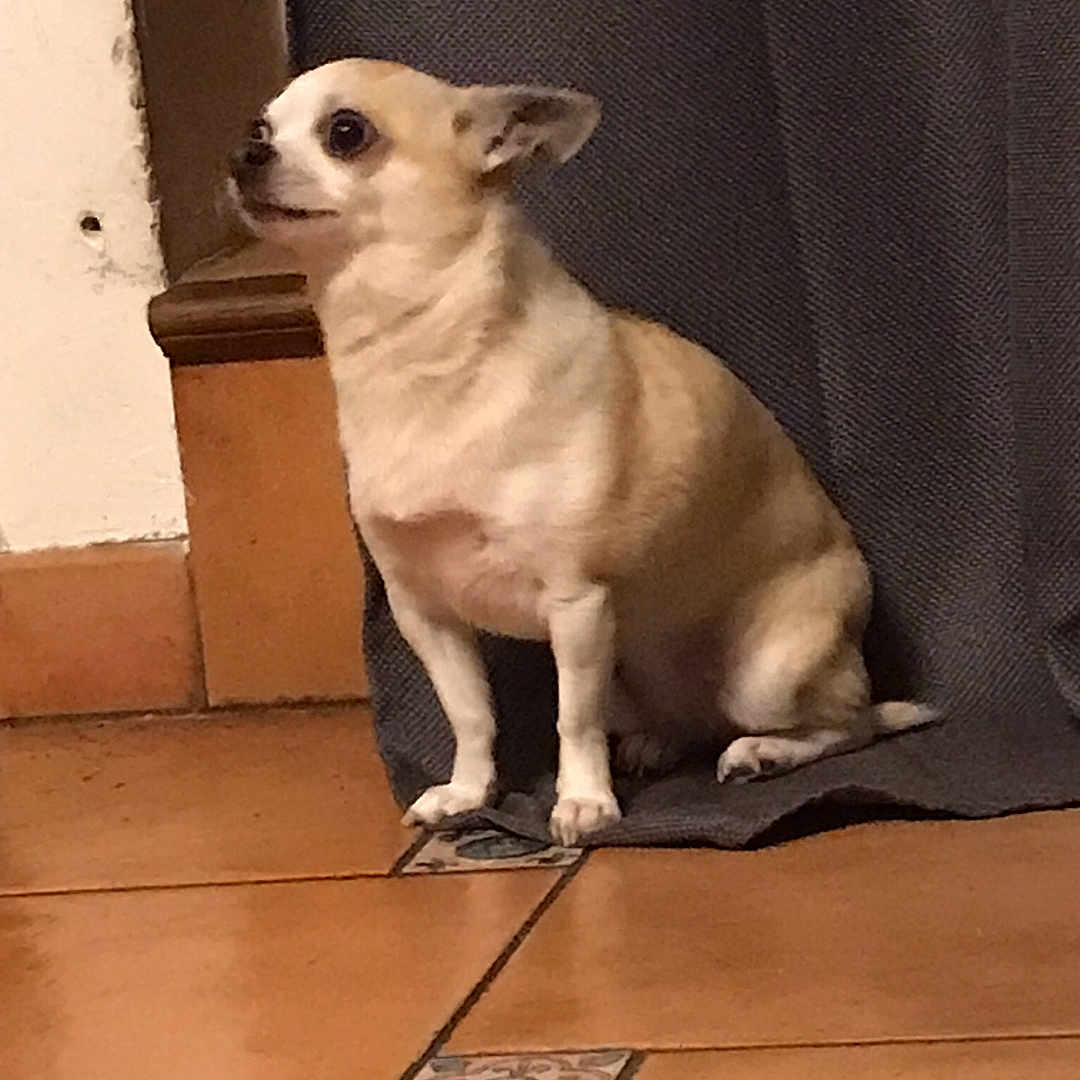 Noisette participe au concours pour gagner de l'argent avec cette photo : dog, chihuahua, small_dog, pet, indoor, curious, sitting, floor, tile_floor, curtain, wall, brown, white, light, animal, companion, cute, domestic, looking_up, quiet
