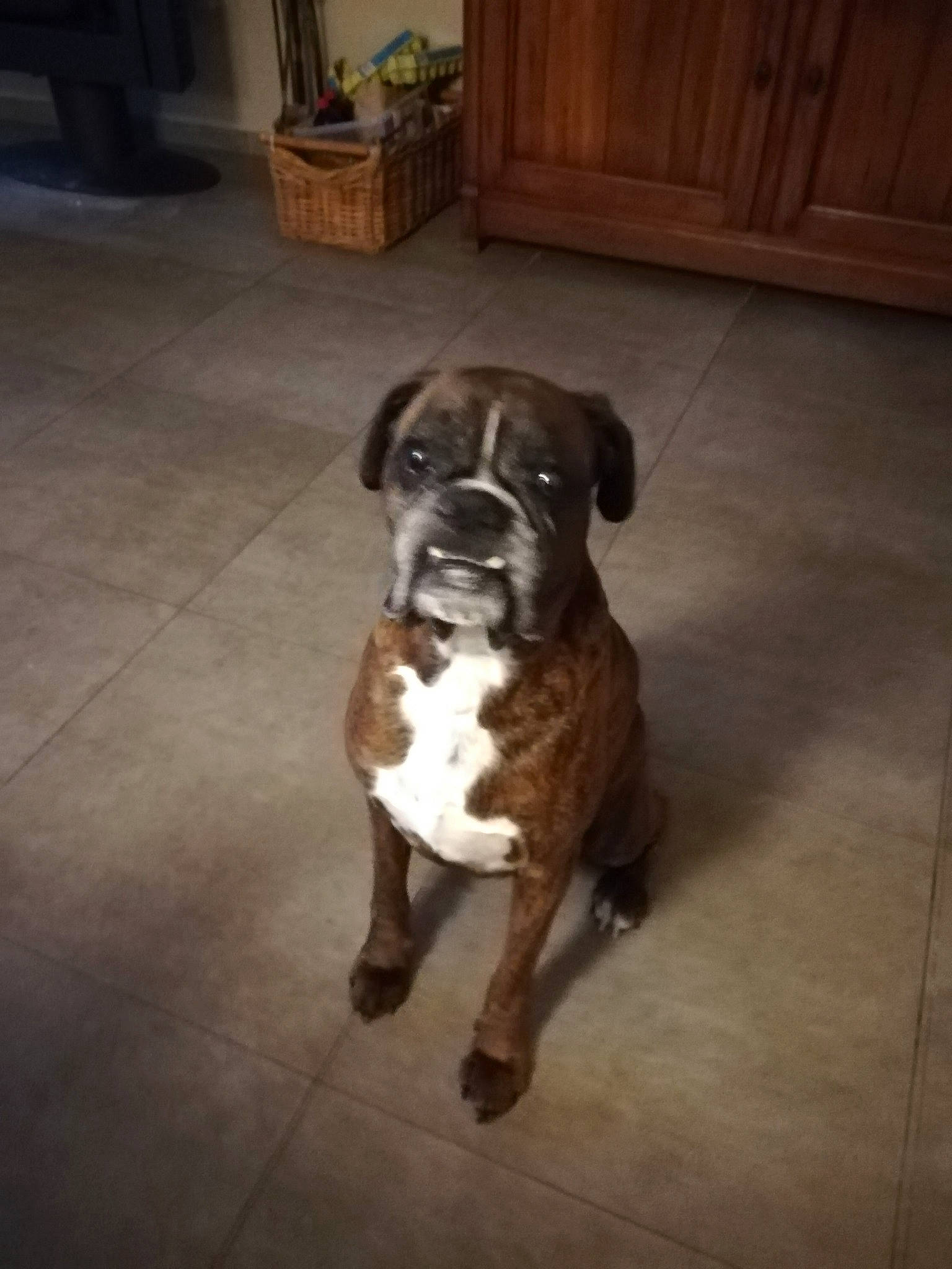 Hyouk participe au concours pour gagner de l'argent avec cette photo : cabinetry, carnivore, chest_of_drawers, companion_dog, cupboard, dog, door, floor, flooring, guard_dog, hardwood, liver, plant, tail, whiskers, window, wood, wood_stain, working_animal, working_dog