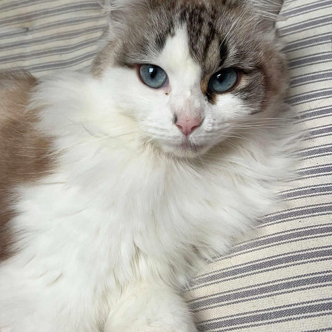 Mimi participe au concours pour gagner de l'argent avec cette photo : animal, blue_eyes, brown_fur, cat, close_up, cozy, cute, domestic, feline, fluffy, indoor, laying_down, paws, pet, portrait, relaxed, soft, striped_cushion, whiskers, white_fur