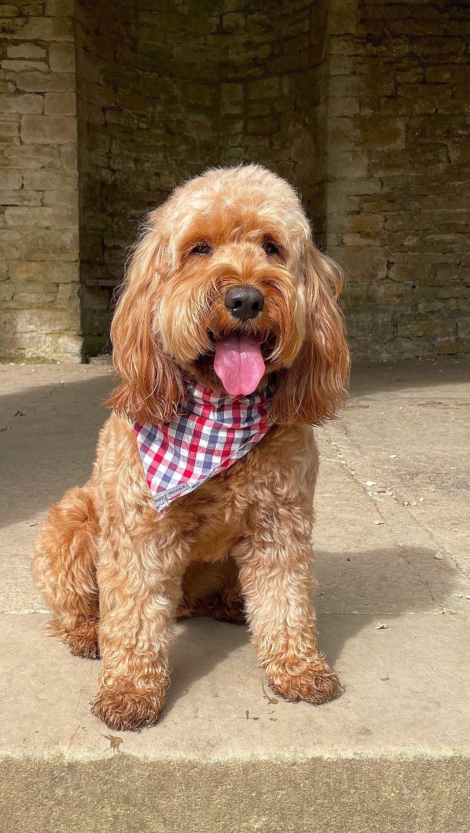 Elvis is registered to the contest to win money with this photo: canidae, carnivore, companion_dog, dog, dog_breed, dog_collar, dog_supply, event, fur, liver, maltepoo, pet_supply, poodle, poodle_crossbreed, small_terrier, snout, sporting_group, terrier, toy_dog, water_dog