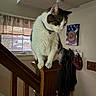 cat, pet, animal, feline, white_fur, gray_fur, collar, indoors, staircase, banister, wood, home, window, curtains, wall, portrait, sitting, balanced, looking_down, household