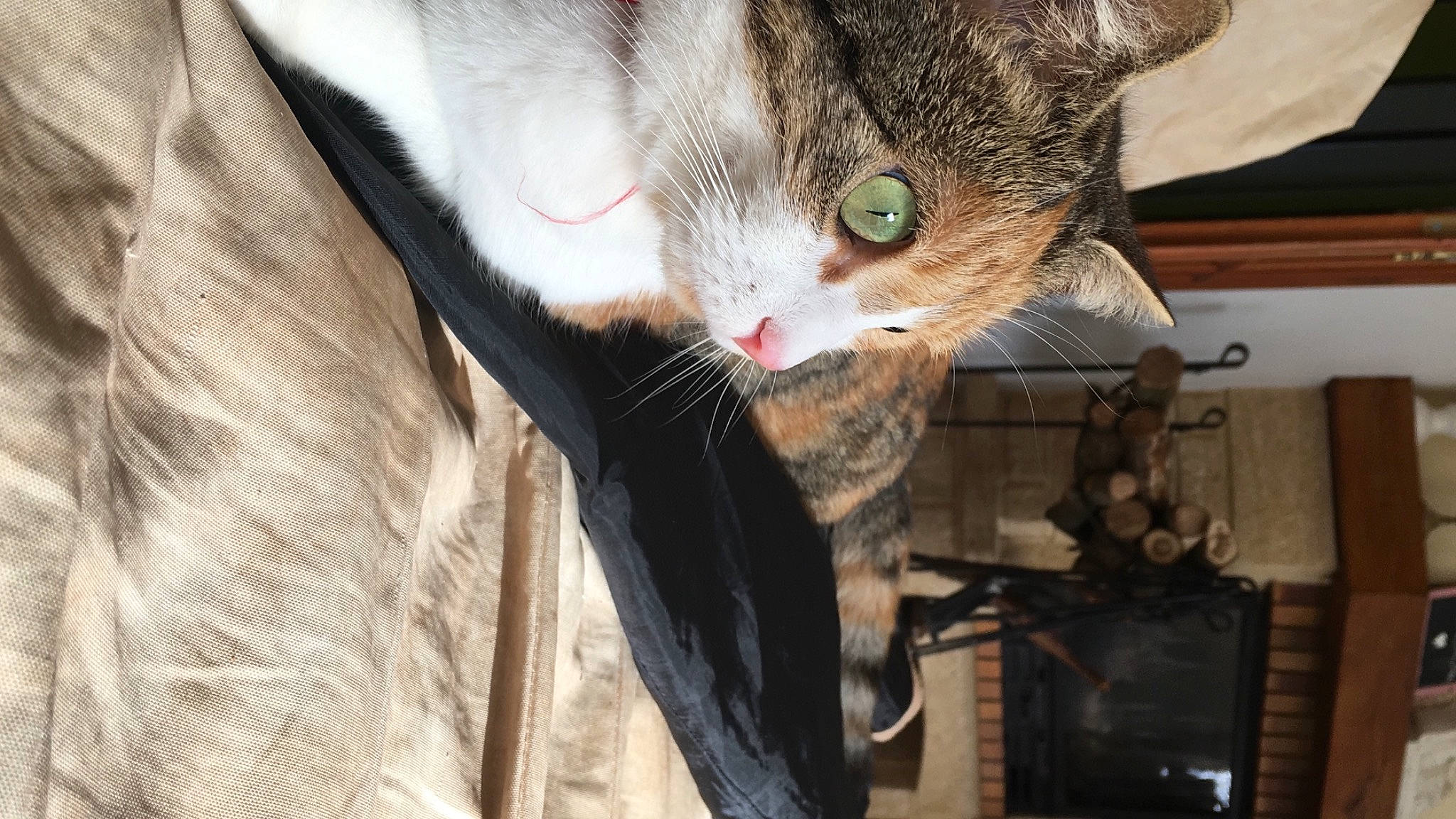 Smoothie participe au concours pour gagner de l'argent avec cette photo : carnivore, cat, cat_supply, claw, domestic_short_haired_cat, felidae, fur, pet_supply, small_to_medium_sized_cats, snout, tongue, vertebrate, whiskers