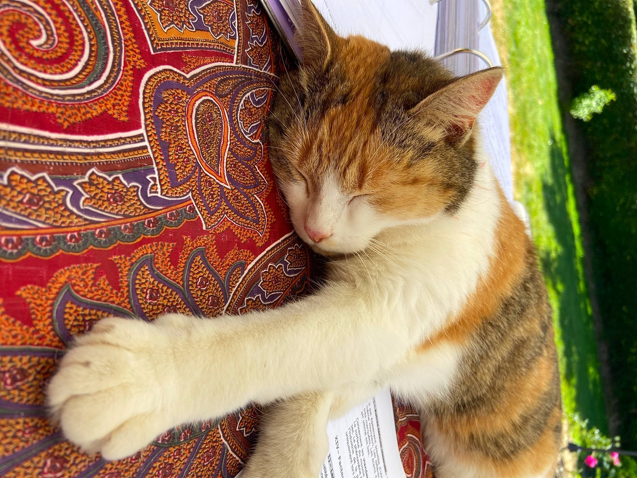 Smoothie a rejoint le concours — aidez-le/la à gagner de superbes lots ! carnivore, cat, domestic_short_haired_cat, felidae, fur, orange, paw, small_to_medium_sized_cats, tail, vertebrate, whiskers