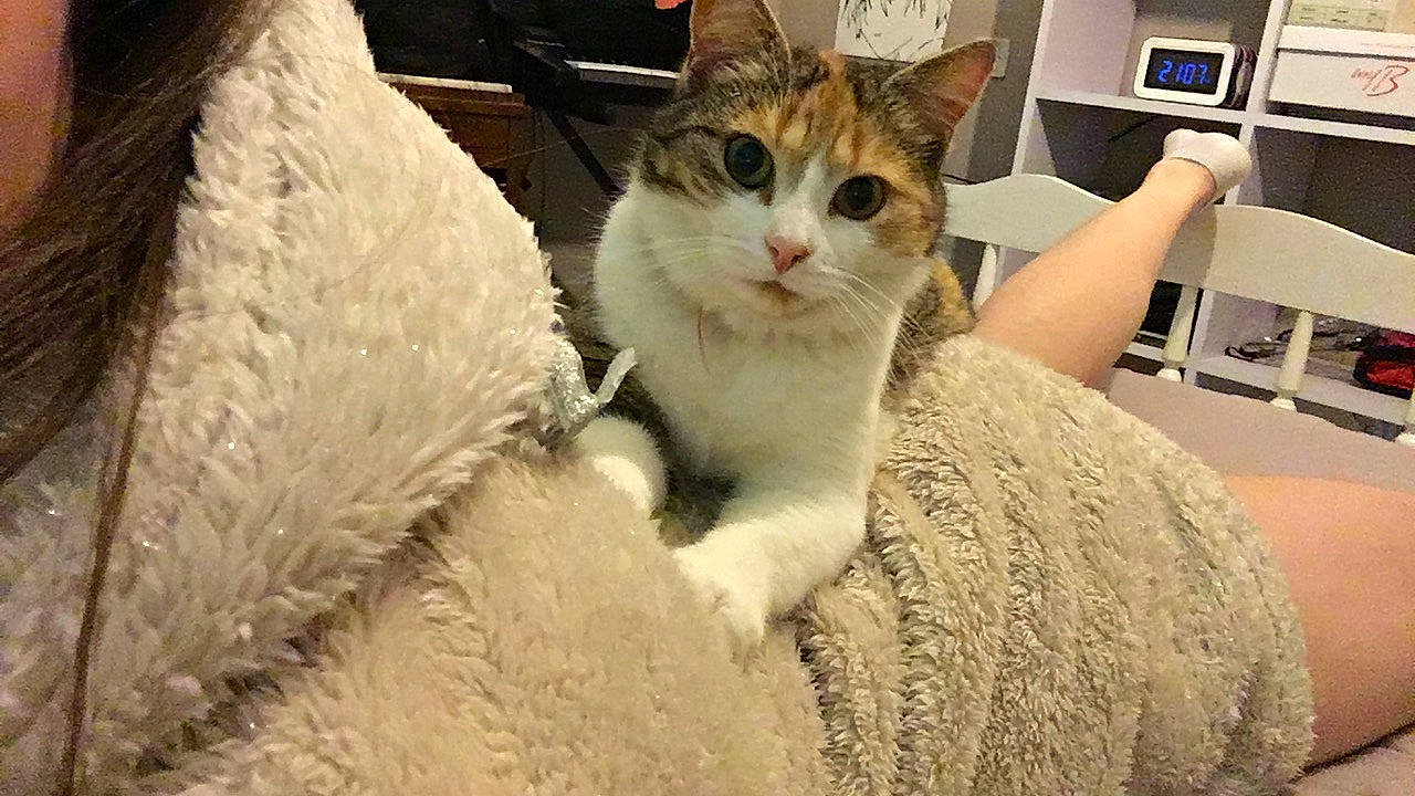 Smoothie participe au concours pour gagner de l'argent avec cette photo : carnivore, cat, display_device, domestic_short_haired_cat, felidae, flat_panel_display, fur, home_appliance, natural_material, output_device, small_to_medium_sized_cats, snout, vertebrate, whiskers