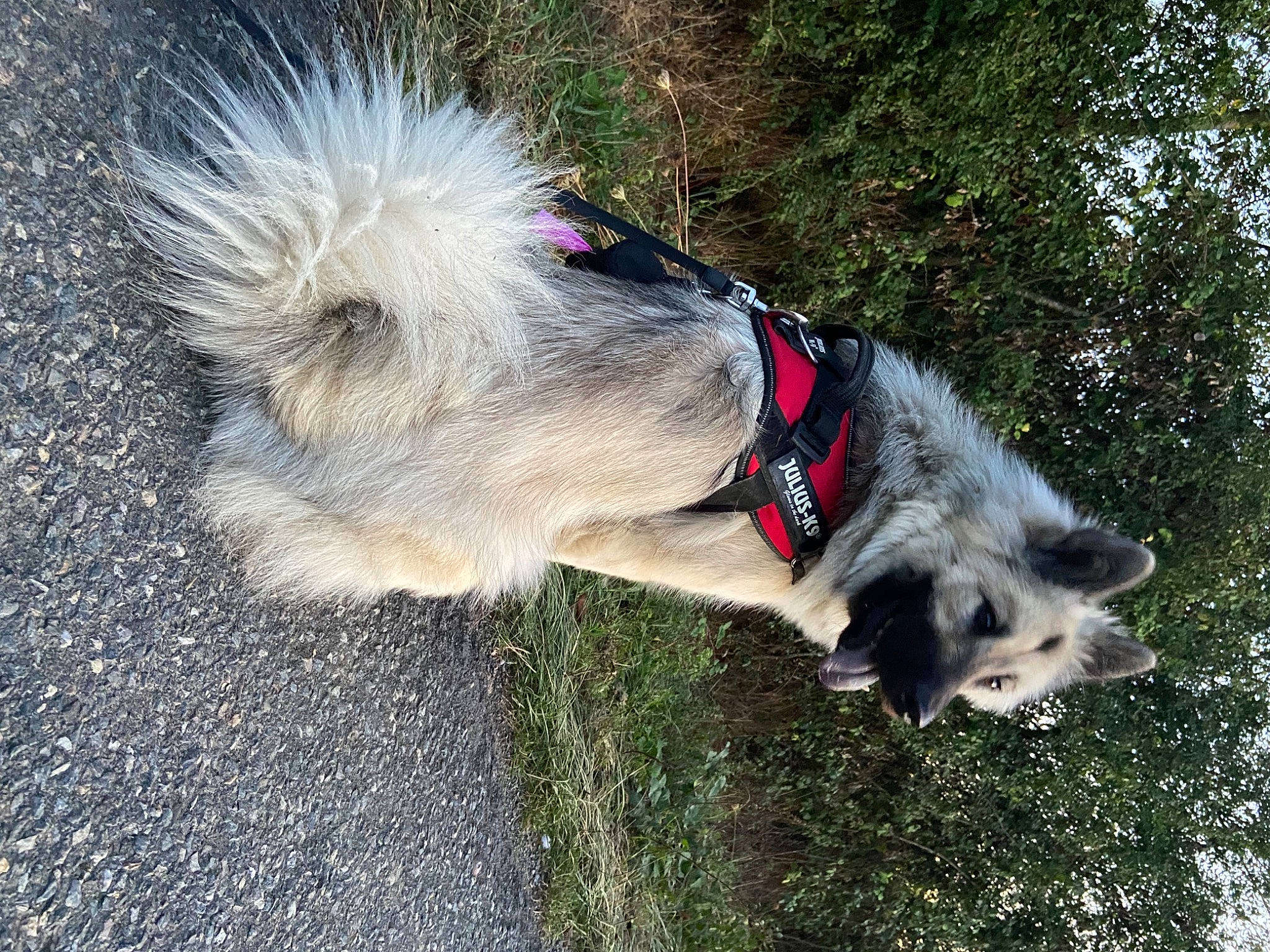 Yuka a rejoint le concours — aidez-le/la à gagner de superbes lots ! canidae, carnivore, collar, companion_dog, dog, dog_breed, dog_collar, dog_supply, fur, leash, pet_supply, sled_dog, snout, sporting_group, vertebrate, wolf, working_animal, working_dog