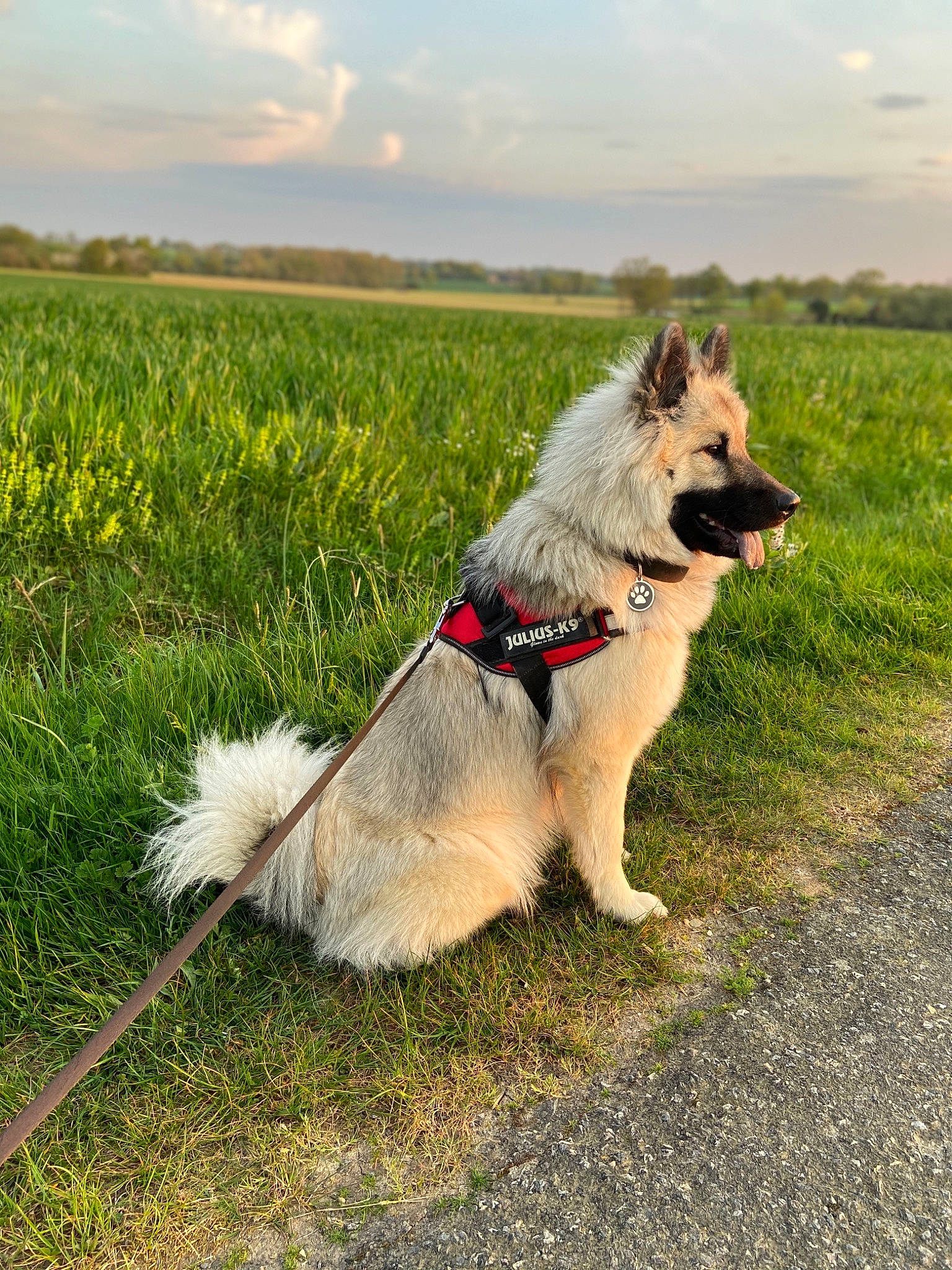 Yuka participe au concours pour gagner de l'argent avec cette photo : canidae, carnivore, collar, companion_dog, dog, dog_breed, dog_collar, dog_supply, field, grass_family, grassland, leash, mammal, meadow, pasture, pet_supply, plain, prairie, snout, sporting_group