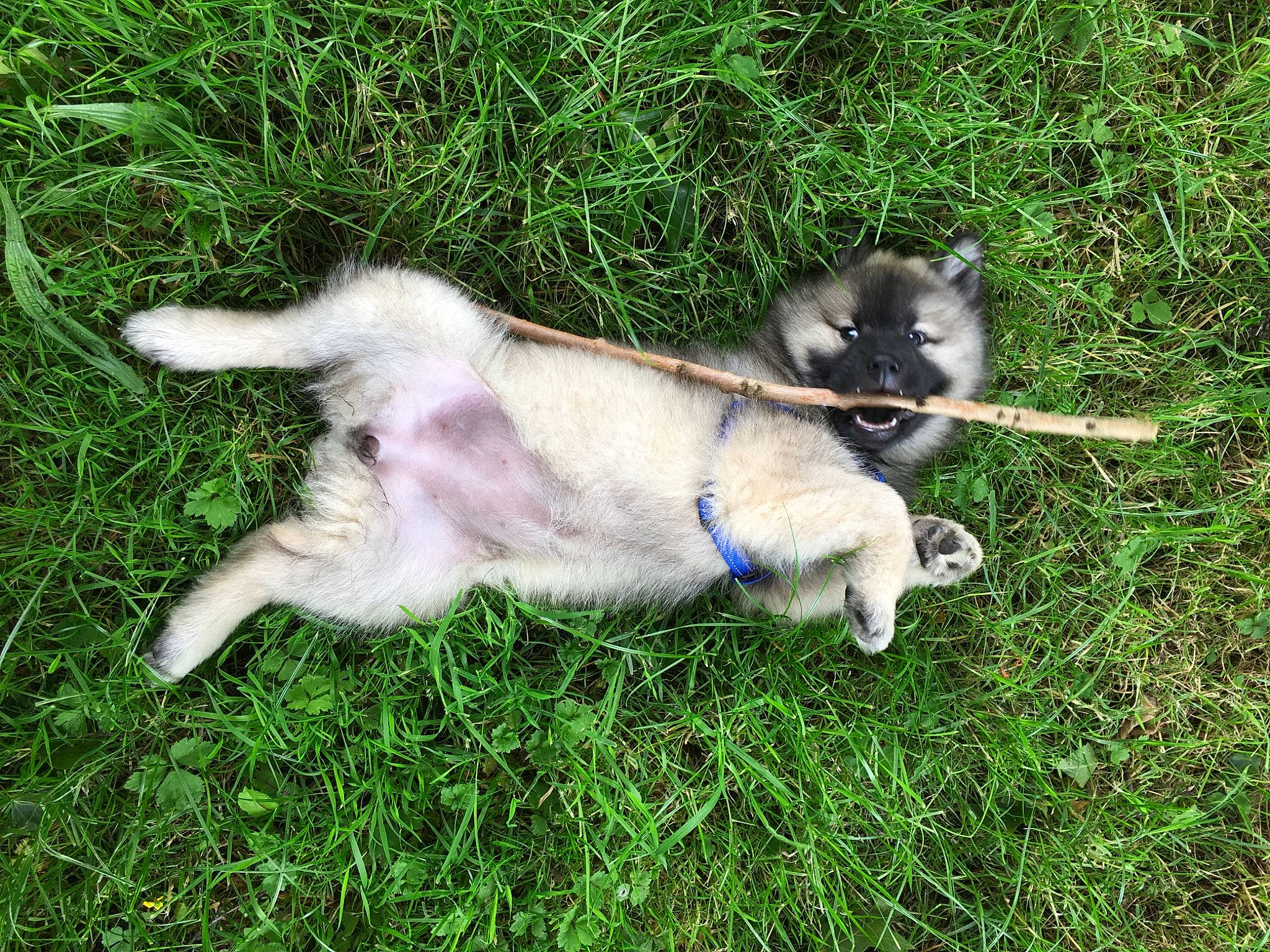 Yuka participe au concours pour gagner de l'argent avec cette photo : canidae, carnivore, companion_dog, dog, dog_breed, grass, grass_family, keeshond, non_sporting_group, puppy, sled_dog, sporting_group, working_animal, working_dog