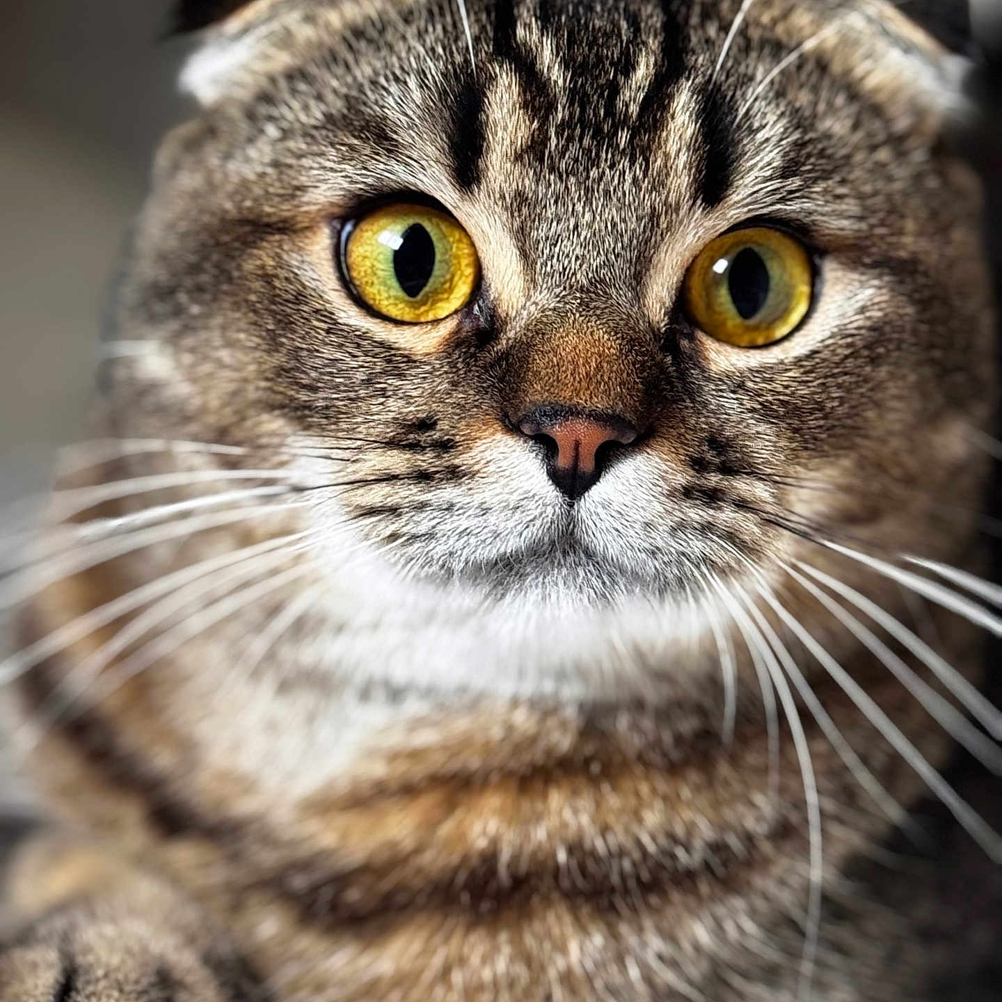 Mouiz participe au concours pour gagner de l'argent avec cette photo : abyssinian, animal, cat, kitten, manx, pet, snout