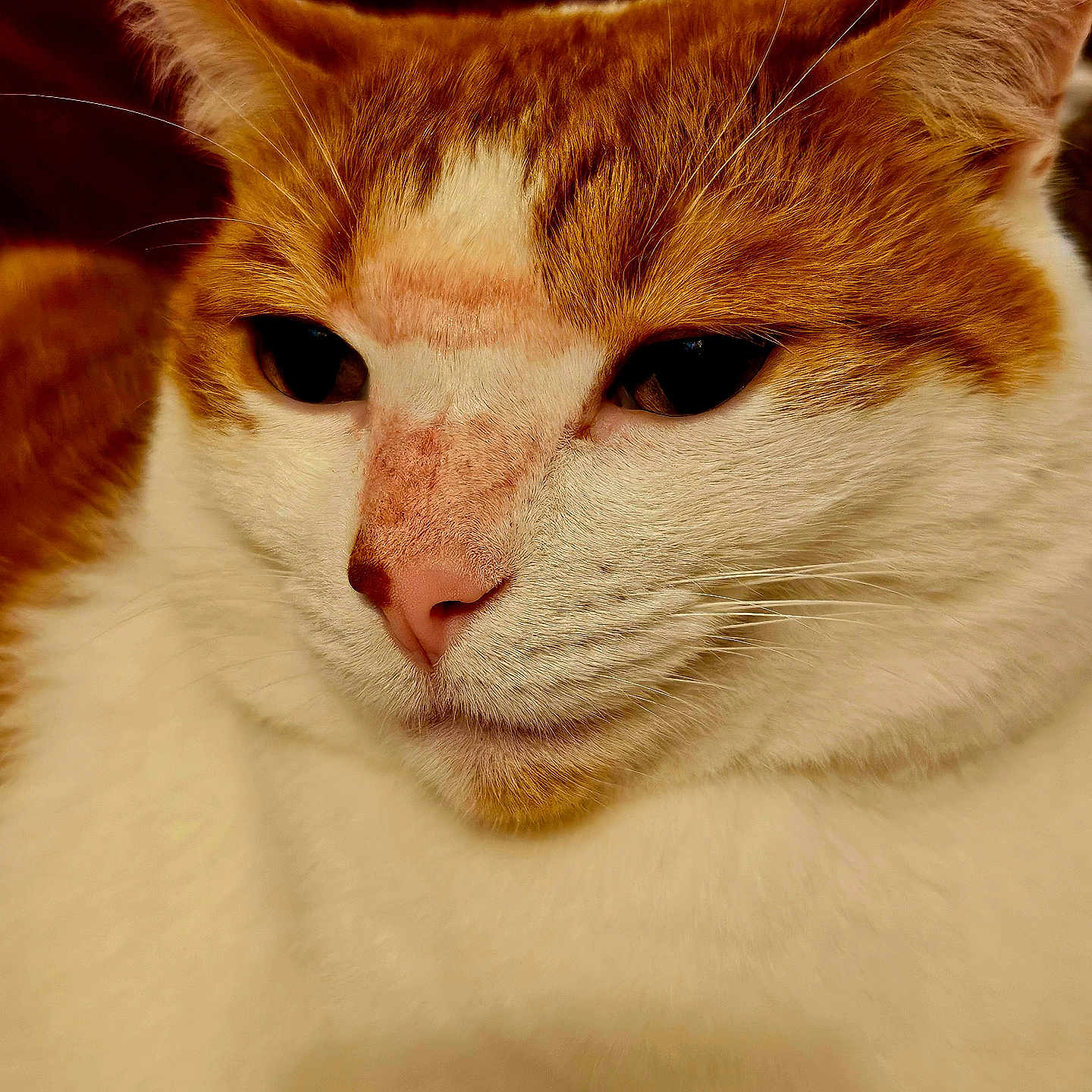 Milo is registered to the contest to win money with this photo: animal, calm, cat, close_up, cute, domestic_cat, ears, face, feline, fur, ginger_cat, indoor, pet, pink_nose, portrait, resting, sleepy, soft_texture, whiskers, white_fur