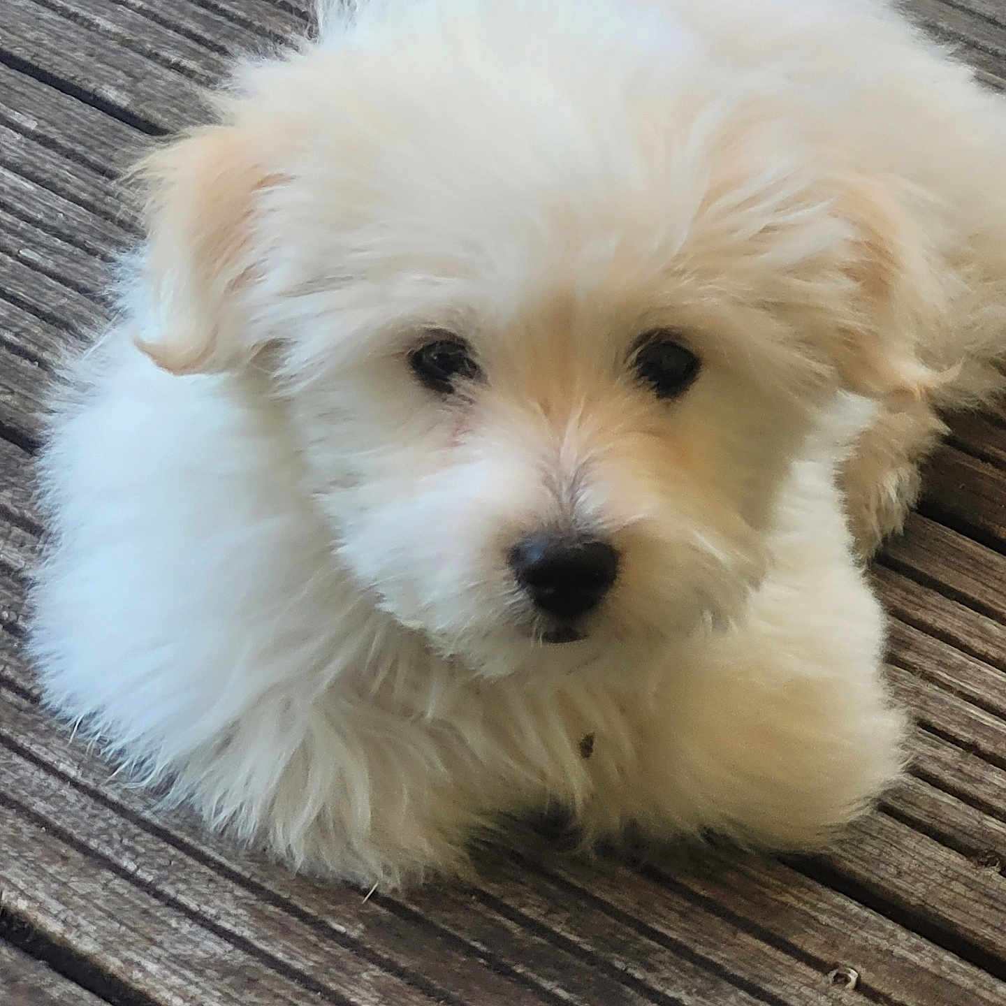 Benko participe au concours pour gagner de l'argent avec cette photo : adorable, animal, black_nose, canine, close_up, cute, dark_eyes, dog, floppy_ears, fluffy, fur, indoor, long_hair, pet, portrait, puppy, rustic, small_dog, white_fur, wooden_surface
