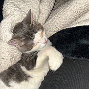 Evie is registered to the contest to win money with this photo: kitten, cat, sleeping, cozy, blanket, soft, fur, white, gray, pet, resting, cute, domestic_animal, closeup, paw, indoors, nap, warm, texture, comfort