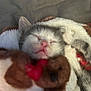 kitten, sleeping, plush_toy, cozy, cute, fur, pet, animal, resting, soft, closeup, indoor, comfort, tiny, pink_nose, whiskers, closed_eyes, cuddly, warm, snuggled