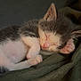 kitten, sleeping, cute, pet, animal, fur, paw, cozy, resting, domestic, young, small, adorable, whiskers, indoor, relaxed, soft, feline, closeup, peaceful