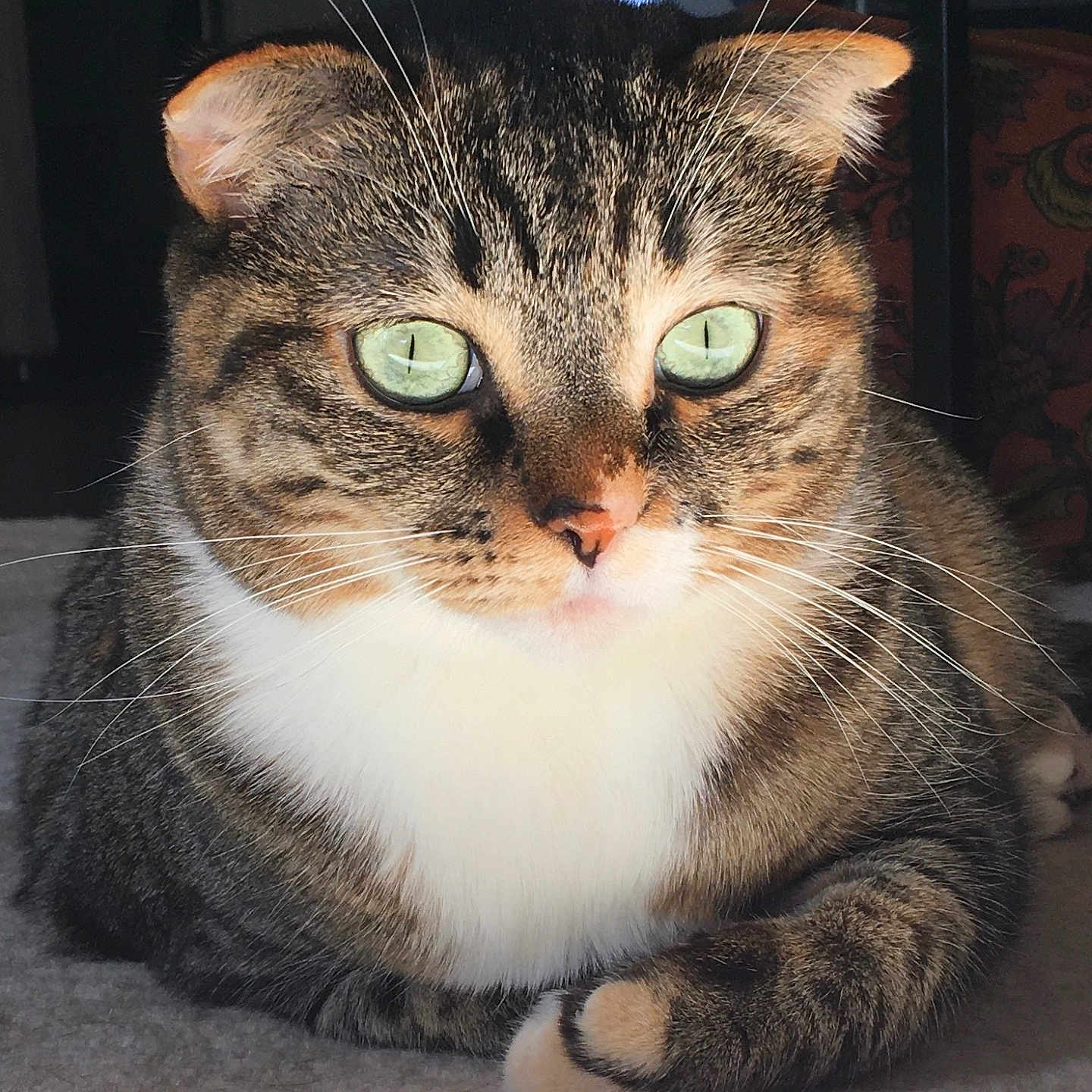 Lili a rejoint le concours — aidez-le/la à gagner de superbes lots ! animal, cat, close_up, curious, cute, domestic_cat, feline, fur, green_eyes, house_pet, indoor, laying_down, mammal, natural_light, pet, portrait, relaxed, soft_surface, tabby, whiskers