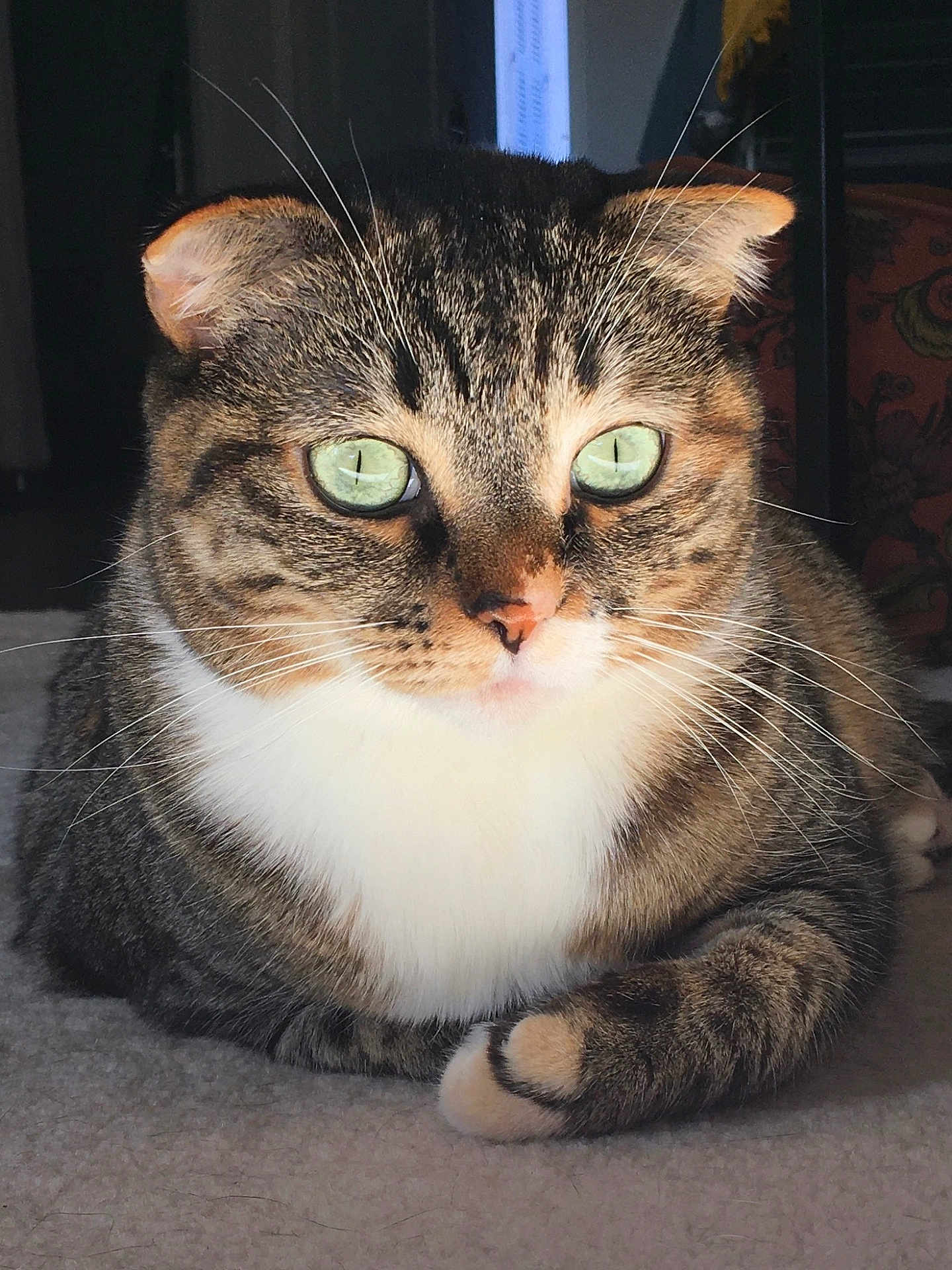 Lili a rejoint le concours — aidez-le/la à gagner de superbes lots ! cat, tabby, green_eyes, whiskers, fur, pet, animal, domestic_cat, relaxed, indoor, soft_surface, close_up, cute, feline, laying_down, natural_light, portrait, mammal, house_pet, curious