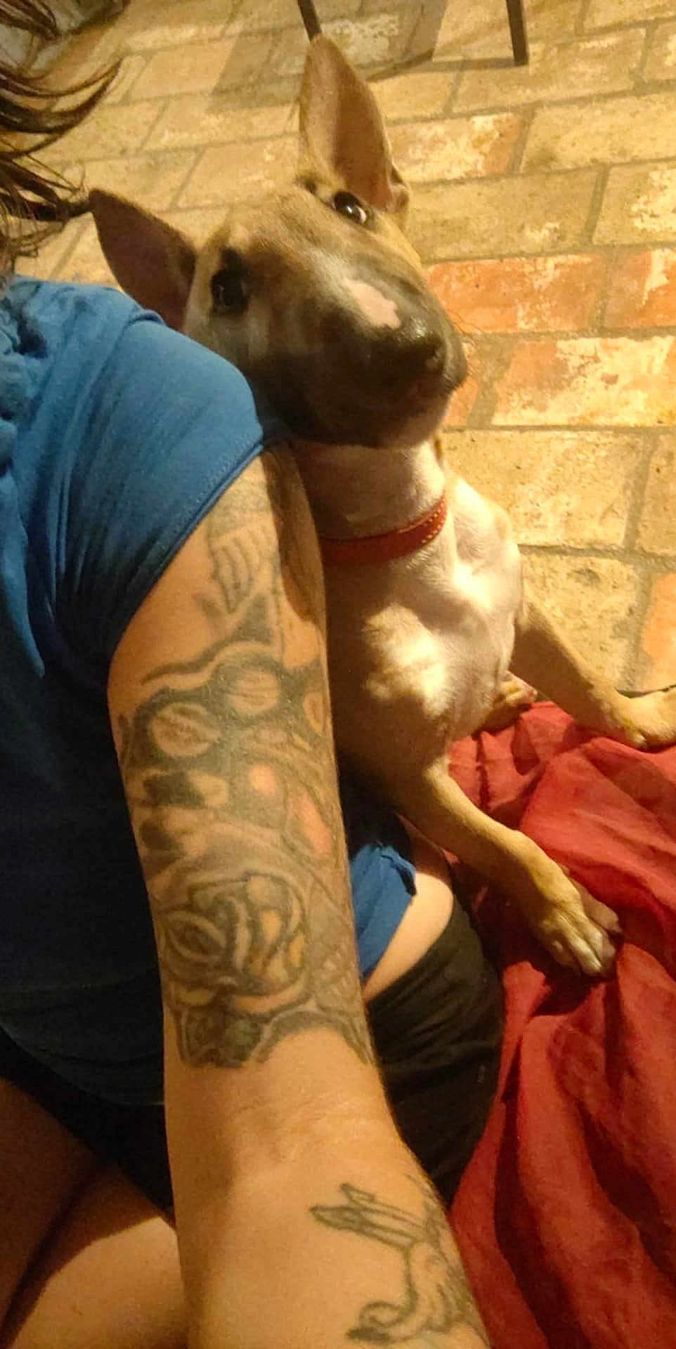 Appia participe au concours pour gagner de l'argent avec cette photo : dog, tattoo, arm, person, blue_shirt, brick_wall, indoor, red_fabric, pet, animal, casual, leaning, closeup, skin, collar, relaxed, companion, seated, friendly, domestic