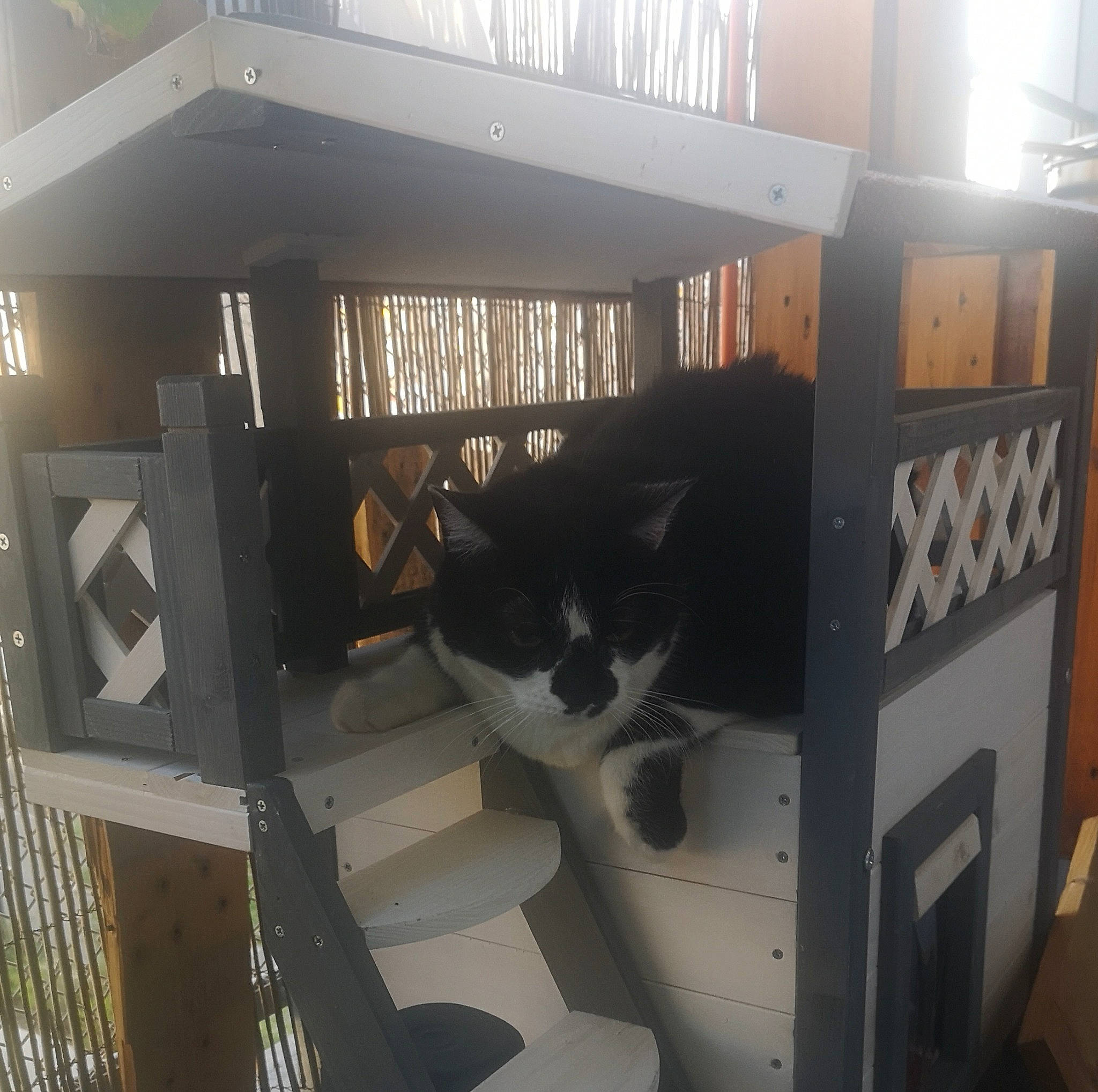 Mimi a rejoint le concours — aidez-le/la à gagner de superbes lots ! bookcase, building, carnivore, cat, domestic_short_haired_cat, felidae, floor, flooring, hardwood, interior_design, machine, publication, room, shelf, shelving, small_to_medium_sized_cats, stairs, whiskers, window, wood