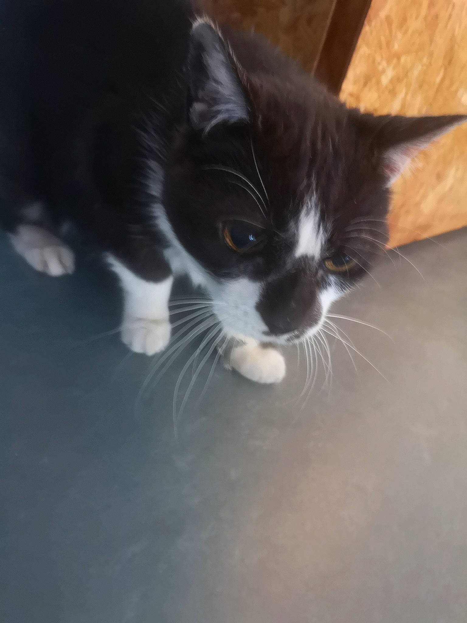 Mimi participe au concours pour gagner de l'argent avec cette photo : black_cat, carnivore, cat, claw, comfort, domestic_short_haired_cat, felidae, flooring, foot, fur, monochrome_photography, paw, small_to_medium_sized_cats, snout, tail, terrestrial_animal, whiskers