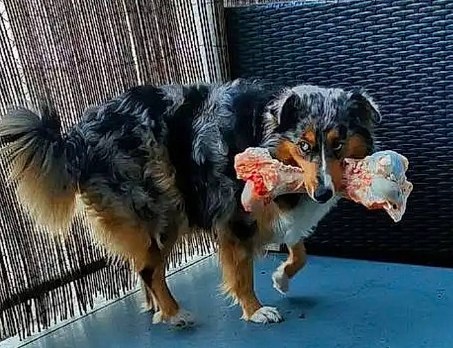 Pépite participe au concours pour gagner de l'argent avec cette photo : animal_shelter, canidae, carnivore, claw, companion_dog, dog, dog_breed, felidae, fur, herding_dog, paw, puppy, small_to_medium_sized_cats, snout, sporting_group, street_dog, tail, terrestrial_animal, wildlife, working_dog