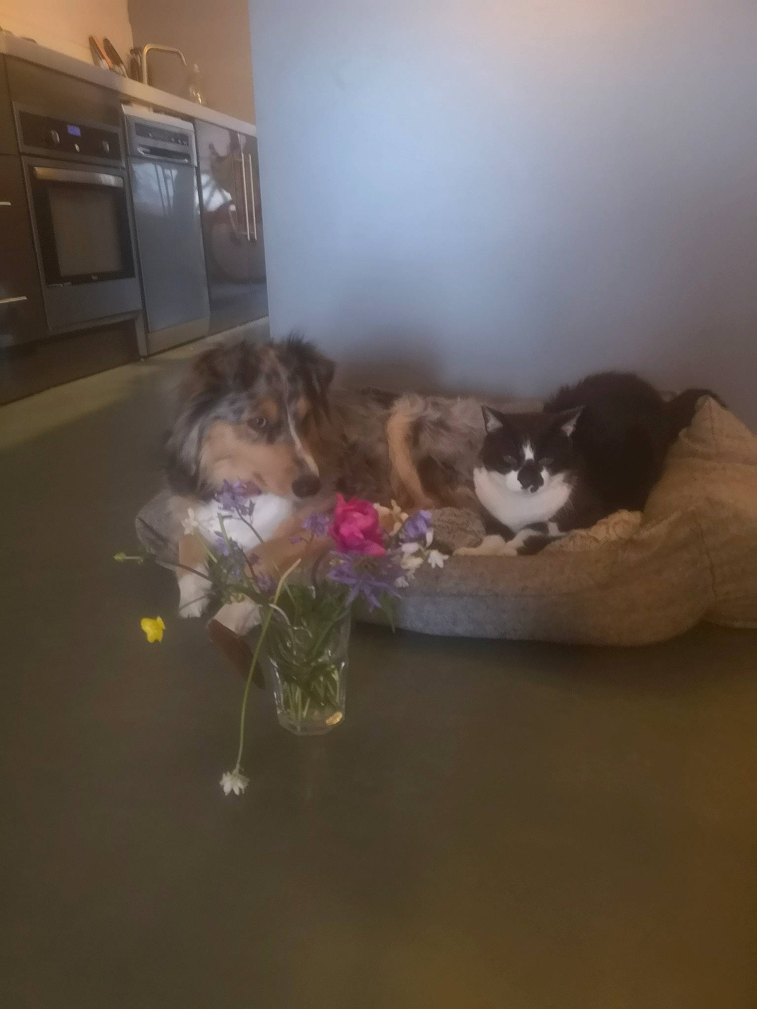 Pépite participe au concours pour gagner de l'argent avec cette photo : carnivore, cat, comfort, companion_dog, couch, dog_breed, domestic_short_haired_cat, felidae, floor, flooring, fun, fur, hardwood, room, small_to_medium_sized_cats, tail, teddy_bear, toy, whiskers, wood