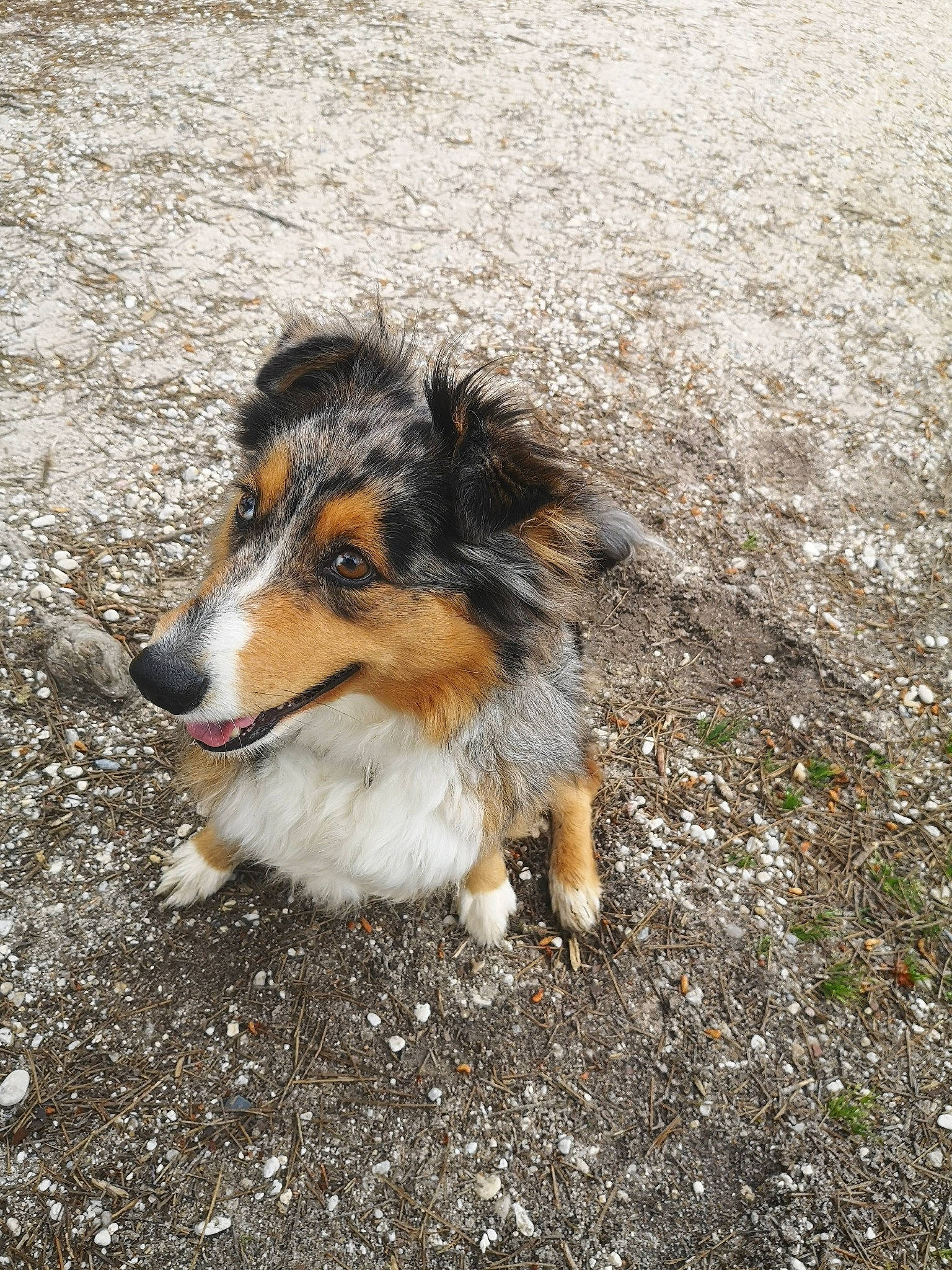 Pépite participe au concours pour gagner de l'argent avec cette photo : asphalt, australian_shepherd, canidae, carnivore, collie, companion_dog, dog, dog_breed, fur, grass, herding_dog, rough_collie, scotch_collie, shetland_sheepdog, sporting_group, terrestrial_animal, whiskers, working_dog