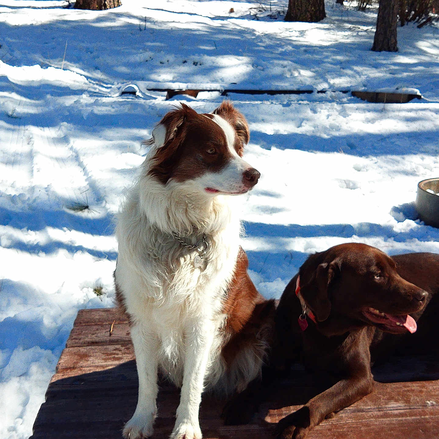Scarlett And Shelby joined the competition — help win amazing prizes! animal, bench, brown_dog, canine, daylight, dog, forest, fur, nature, outdoor, park, pet, relaxing, snow, sunlight, tongue_out, trees, white_brown_dog, winter, wood