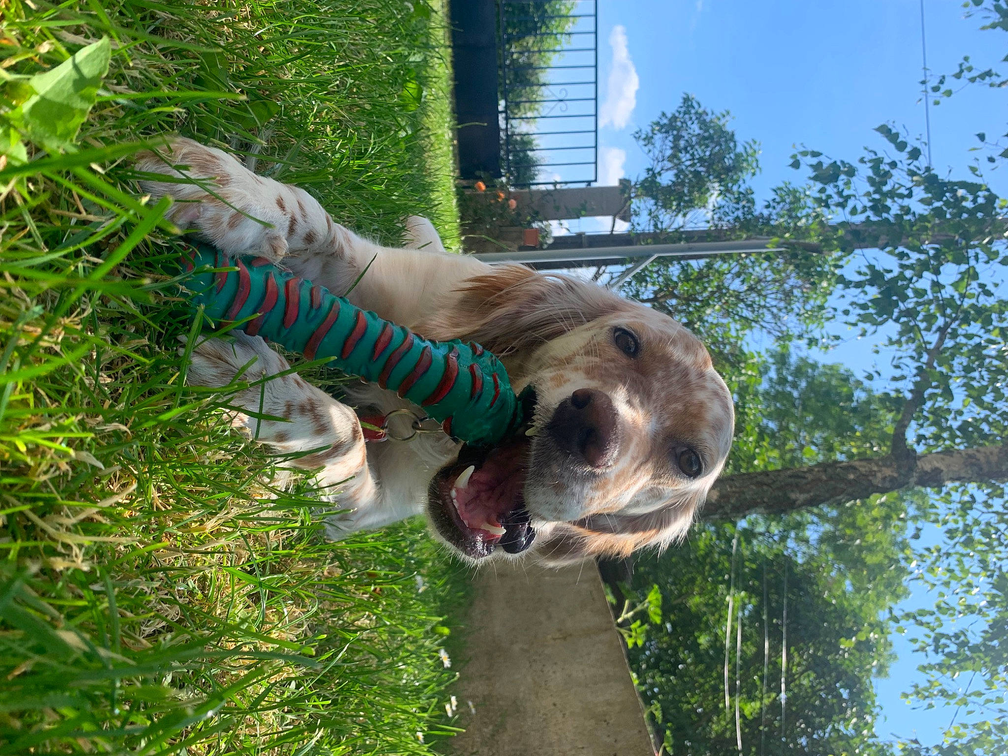 Shelby participe au concours pour gagner de l'argent avec cette photo : art, canidae, fawn, grass, groundcover, horse, lawn_ornament, pack_animal, plant, sky, snout, sporting_group, tail, terrestrial_animal, tree, trunk, wildlife, window, wood, working_animal