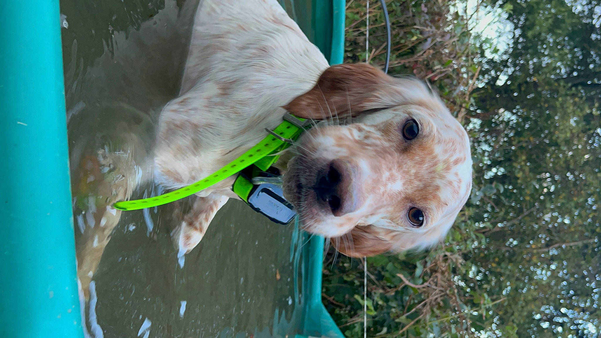 Shelby a rejoint le concours — aidez-le/la à gagner de superbes lots ! animal_shelter, canidae, carnivore, collar, companion_dog, dog, dog_breed, dog_collar, dog_supply, fawn, fur, grass, mammal, pack_animal, pet_supply, snout, sporting_group, terrestrial_animal, whiskers, working_animal