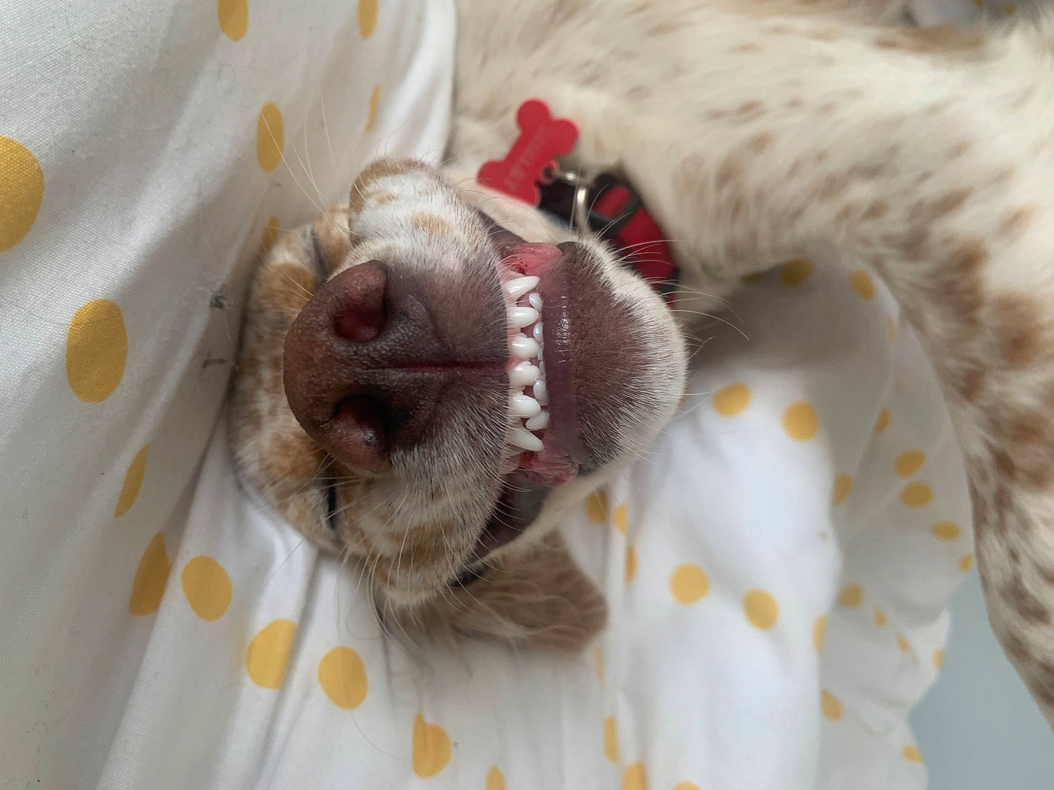 Shelby a rejoint le concours — aidez-le/la à gagner de superbes lots ! canidae, carnivore, collar, comfort, companion_dog, dog, dog_breed, fawn, felidae, fur, linens, liver, nap, paw, small_to_medium_sized_cats, snout, sporting_group, whiskers, white, working_animal