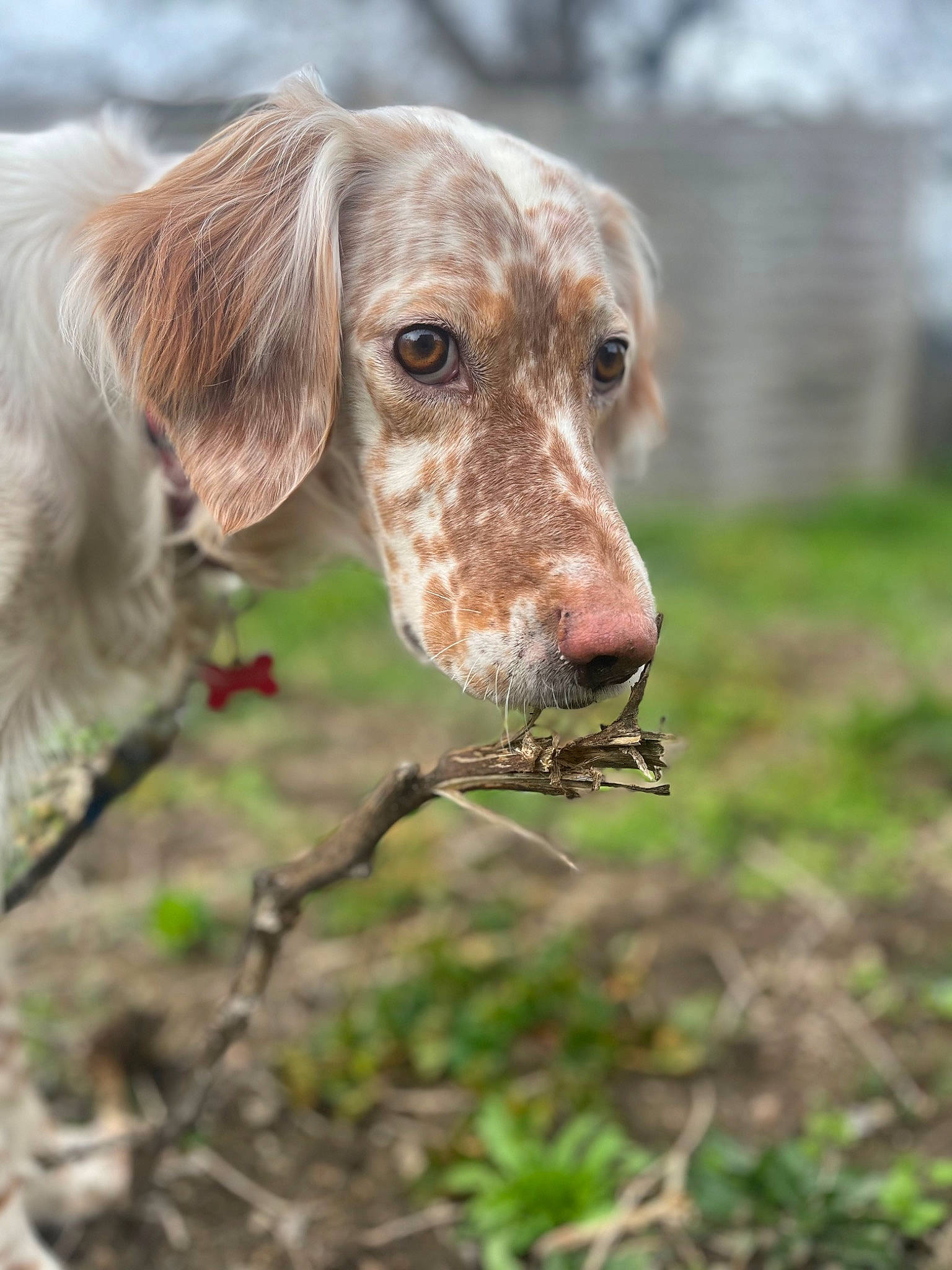 Shelby participe au concours pour gagner de l'argent avec cette photo : canidae, carnivore, companion_dog, dog, dog_breed, fawn, grass, gun_dog, hunting_dog, liver, plant, pointing_breed, sporting_group, whiskers, working_animal