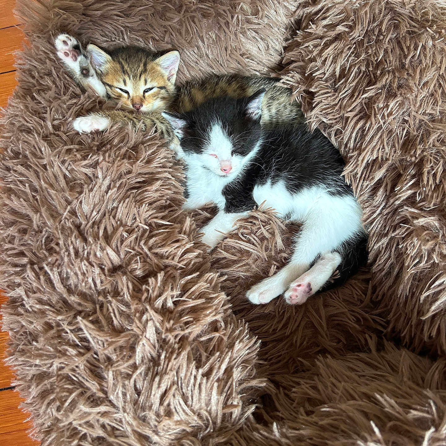 Maya Et Moumoune a rejoint le concours — aidez-le/la à gagner de superbes lots ! animal, bed, black_and_white, cat, companion, cozy, cute, fluffy, fur, indoors, kitten, paw, pets, relaxing, resting, sleeping, snuggling, soft, tabby, wood_floor