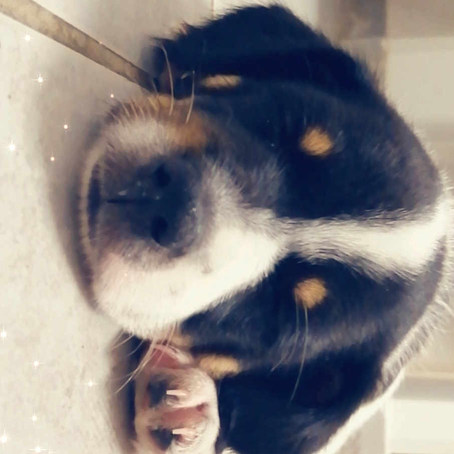 Percy