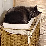 Shade is registered to the contest to win money with this photo: cat, gray_cat, box, basket, indoor, floor, tile_floor, pet, animal, resting, feline, curious, cozy, looking_at_camera, woven_basket, relaxed, domestic_cat, close_up, home, cute