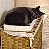 cat, gray_cat, box, basket, indoor, floor, tile_floor, pet, animal, resting, feline, curious, cozy, looking_at_camera, woven_basket, relaxed, domestic_cat, close_up, home, cute
