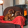 armchair, brown_dog, cavalier_king_charles_spaniel, companionship, cozy, cute, dog, fireplace, fur, furniture, home_interior, indoor, lamp, pets, red_blanket, relaxing, resting, snuggling, tile_floor, warmth
