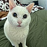 cat, white_cat, heterochromia, pet, animal, indoor, bed, pillow, green_bedspread, close_up, curious, looking_up, feline, ears, whiskers, cute, domestic_animal, fur, face, portrait