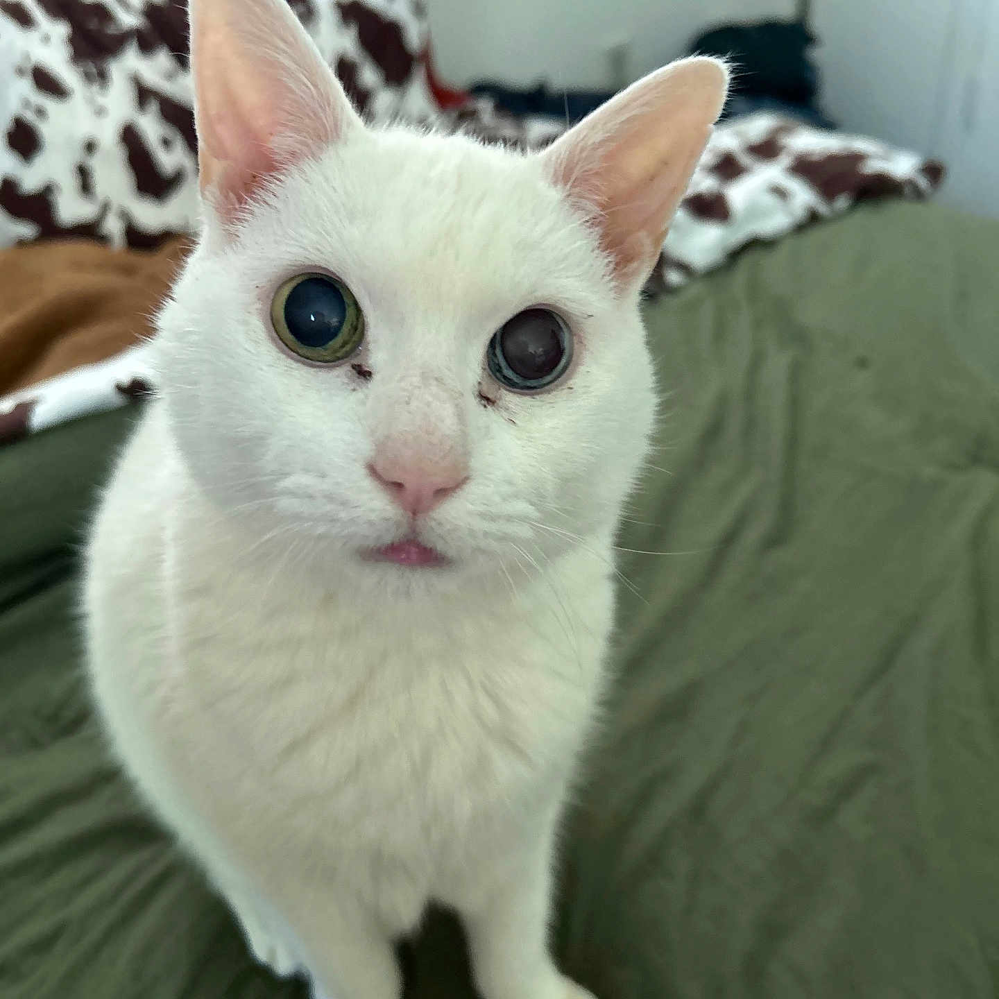 Catalina