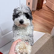 Baozi is registered to the contest to win money with this photo: dog, puppy, paw, human_hand, handshake, fluffy_fur, curly_fur, black_and_white_fur, pet, indoor, door, doorway, hardwood_floor, carpet, shopping_bag, nose, eyes, close_up, cute, portrait