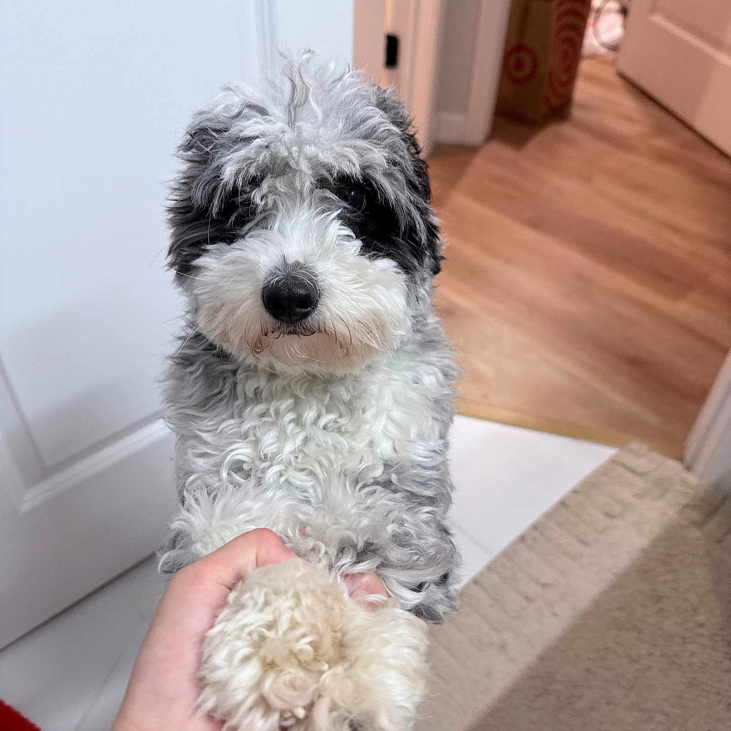 Baozi is registered to the contest to win money with this photo: black_and_white_fur, carpet, close_up, curly_fur, cute, dog, door, doorway, eyes, fluffy_fur, handshake, hardwood_floor, human_hand, indoor, nose, paw, pet, portrait, puppy, shopping_bag